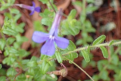 Lobelia neglecta, photographed by Di Turner