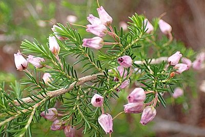 Erica nutans, photographed by Di Turner
