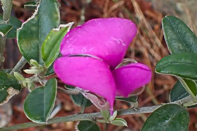 Podalyria buxifolia, photographed by Di Turner