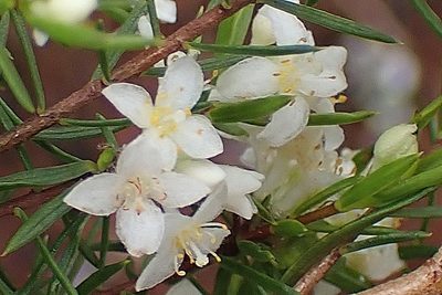 Lachnaea diosmoides, photographed by Di Turner