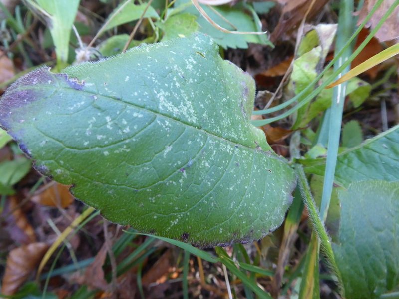 Knautia dipsacifolia, photographed by Michael Andresek