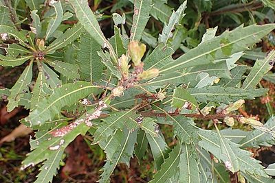 Myrica serrata, photographed by Di Turner