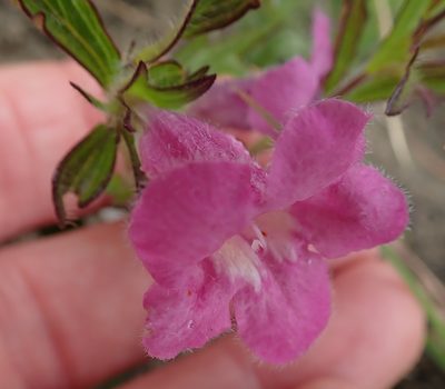 Graderia scabra, photographed by Peter Warren