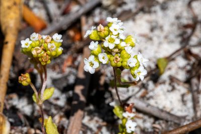 Crassula filiformis, photographed by magriet b