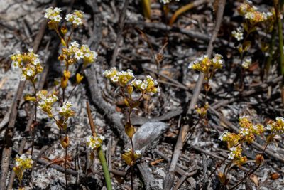Crassula filiformis, photographed by magriet b