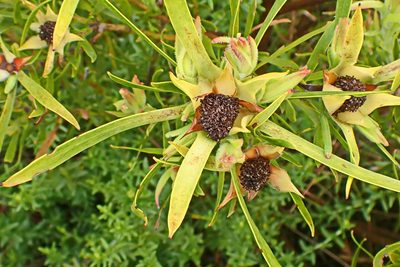 Leucadendron eucalyptifolium, photographed by Di Turner