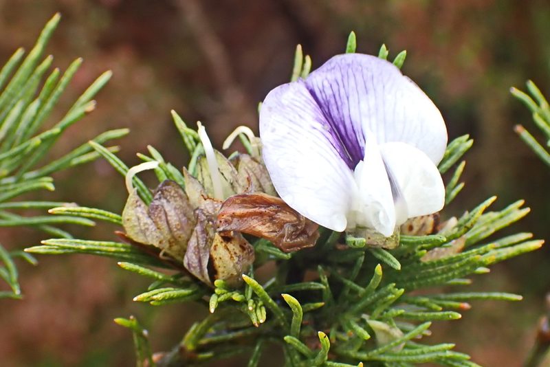 Psoralea floccosa, photographed by Di Turner