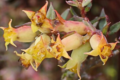 Penaea acutifolia, photographed by Di Turner