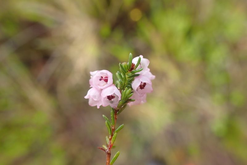 Erica quadrangularis, photographed by Di Turner