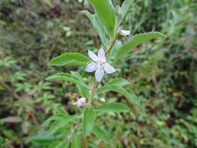 Capraria mexicana, photographed by Alexis López Hernández