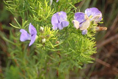 Psoralea speciosa, photographed by Di Turner