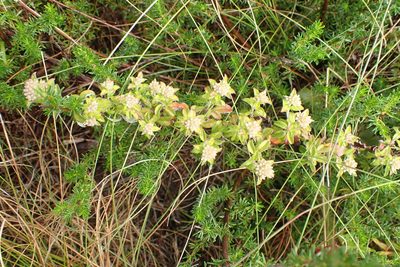 Plecostachys polifolia, photographed by Di Turner
