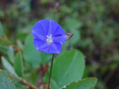 Jacquemontia pentanthos, photographed by Alexis López Hernández