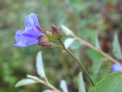 Jacquemontia pentanthos, photographed by Alexis López Hernández