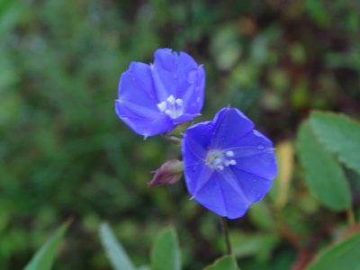 Jacquemontia pentanthos, photographed by Alexis López Hernández