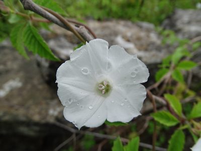 Distimake cissoides, photographed by Alexis López Hernández