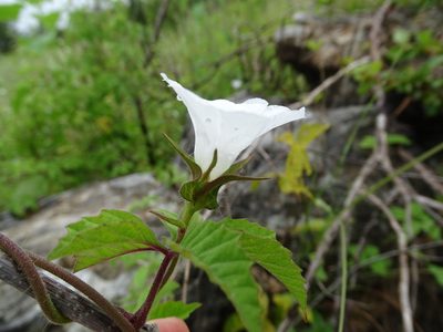 Distimake cissoides, photographed by Alexis López Hernández