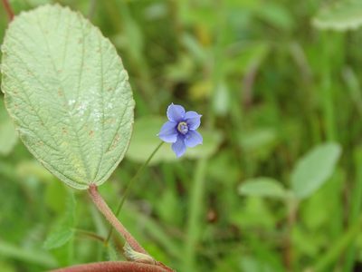 Jacquemontia evolvuloides, photographed by Alexis López Hernández
