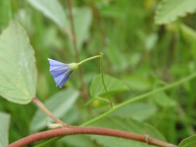 Jacquemontia evolvuloides, photographed by Alexis López Hernández