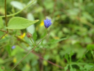 Jacquemontia evolvuloides, photographed by Alexis López Hernández