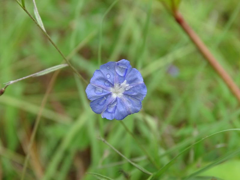 Evolvulus tenuis, photographed by Alexis López Hernández