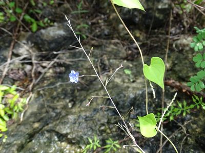 Evolvulus tenuis, photographed by Alexis López Hernández