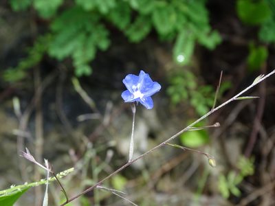 Evolvulus tenuis, photographed by Alexis López Hernández