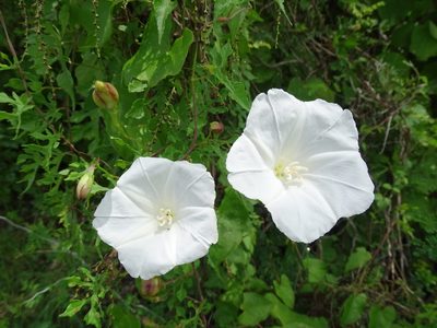 Operculina pinnatifida, photographed by Alexis López Hernández