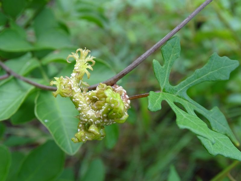 Operculina pinnatifida, photographed by Alexis López Hernández