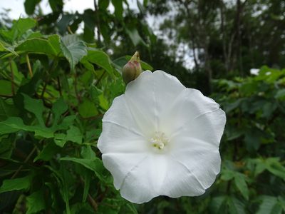 Operculina pinnatifida, photographed by Alexis López Hernández