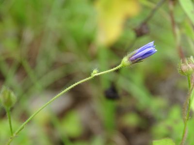 Jacquemontia evolvuloides, photographed by Alexis López Hernández