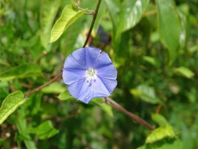 Jacquemontia pentanthos, photographed by Alexis López Hernández
