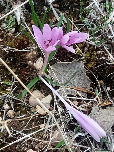 Colchicum cupanii, photographed by Karim Haddad