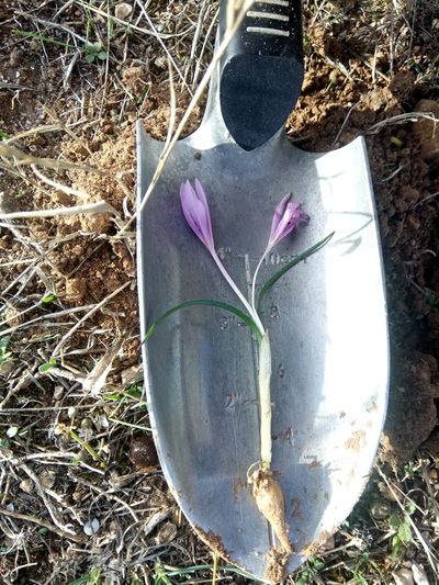 Colchicum cupanii, photographed by Karim Haddad