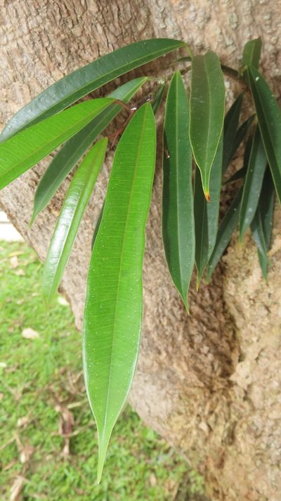 Ficus maclellandii, photographed by chiuluan