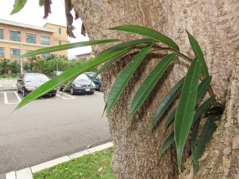 Ficus maclellandii, photographed by chiuluan