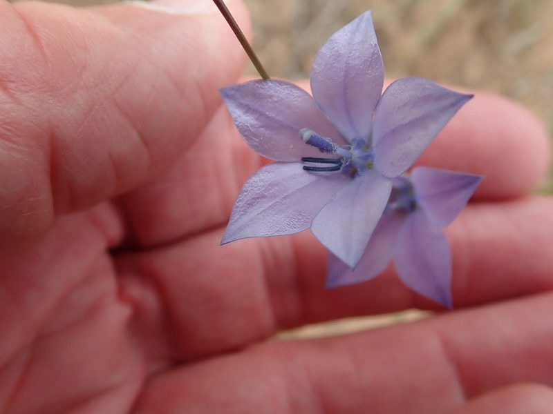 Wahlenbergia krebsii, photographed by Peter Warren