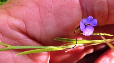 Psoralea laxa, photographed by linkie