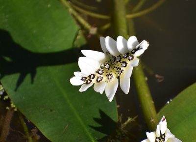 Aponogeton distachyos, photographed by Justin Ponder