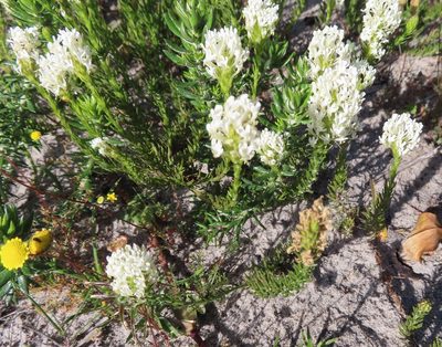 Dischisma ciliatum, photographed by linkie