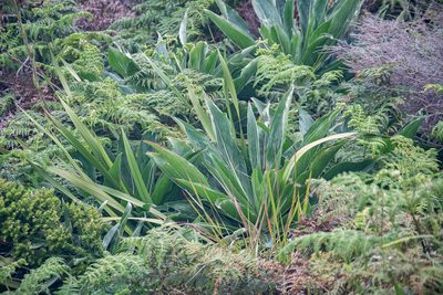 Echium simplex, photographed by magriet b