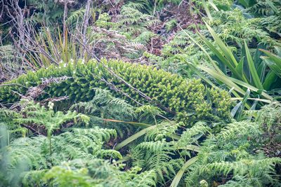 Echium simplex, photographed by magriet b