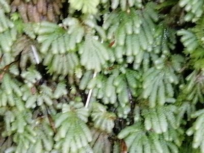 Catharomnion ciliatum, photographed by darmozrac