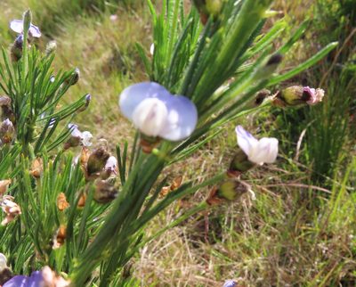Psoralea arborea, photographed by linkie