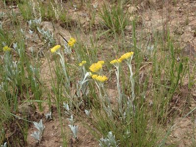 Helichrysum oreophilum, photographed by Peter Warren