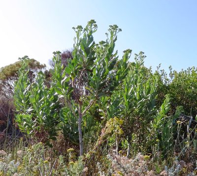 Senecio halimifolius, photographed by linkie
