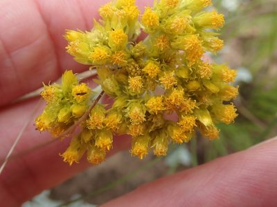 Helichrysum oreophilum, photographed by Peter Warren