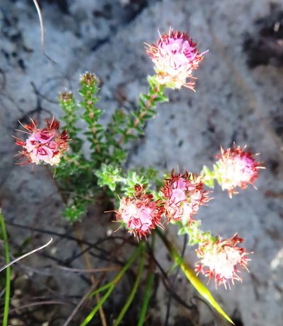 Erica globiceps, photographed by linkie