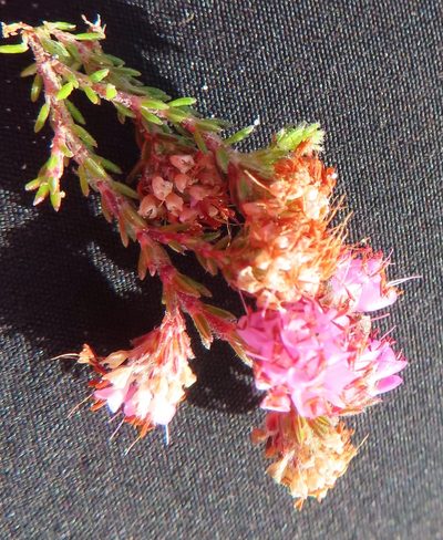 Erica globiceps, photographed by linkie