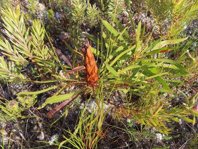 Protea longifolia, photographed by linkie